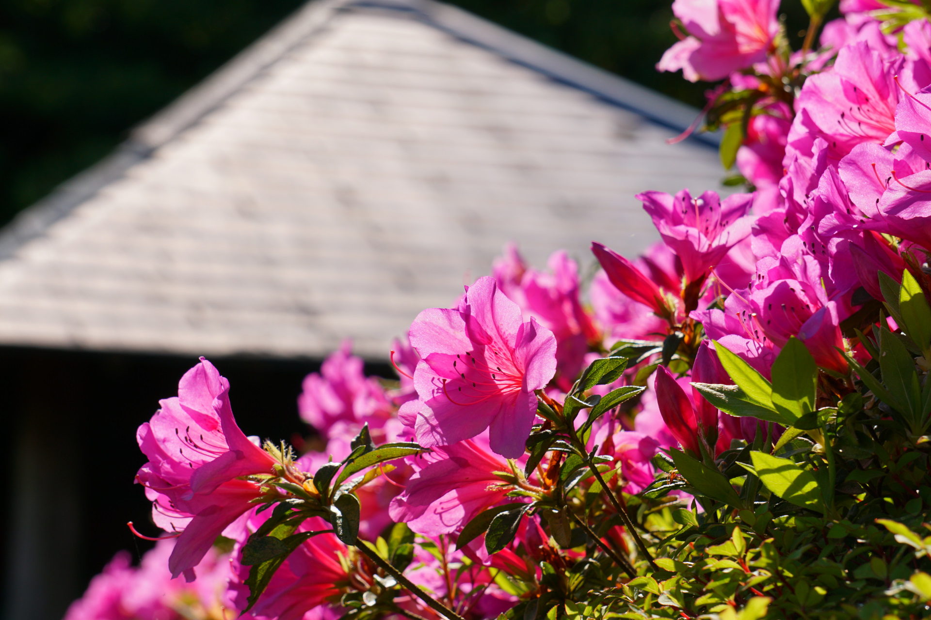 「八重山の宿YURURI」のHPが開設されました。 – 【公式】YURURI Village(ゆるり村)